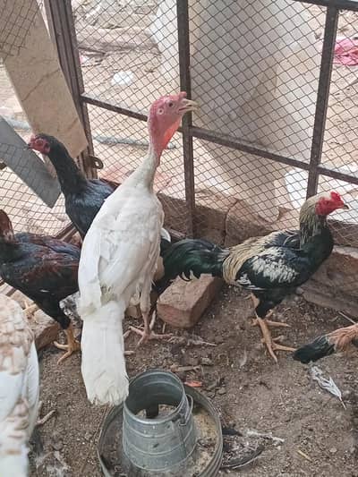 White Turkey male