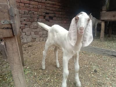 Betal nasle ki baby goat
