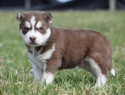Saibarian husky puppies for saleee