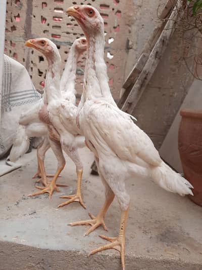 Japanese white king shamo Top quality Chicks for sale (3 piece )