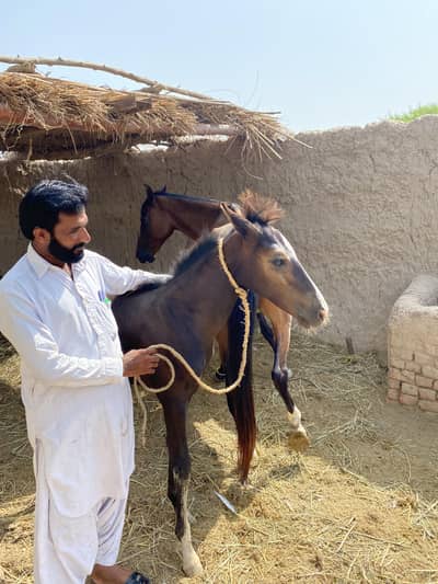 Male horse available in Rahim Yar Khan
