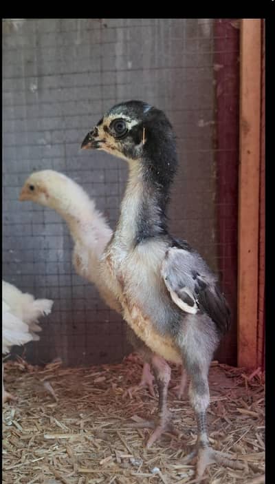 King size german o shamo and Ayam Cemani Chicks 1 month availible