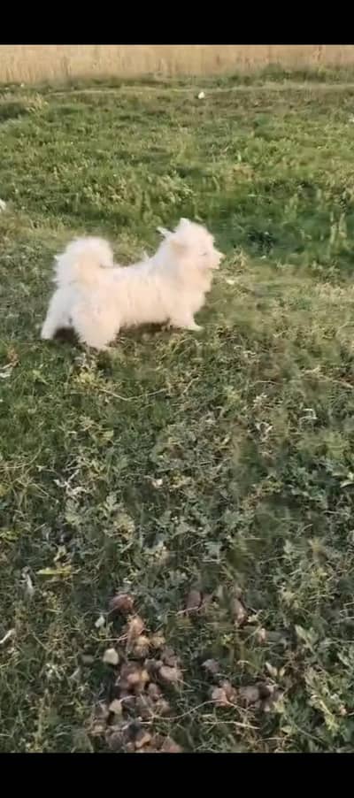 russain male dog for sale