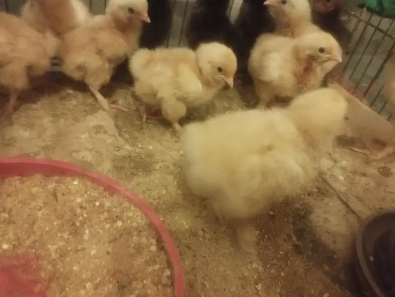 golden buff chicks