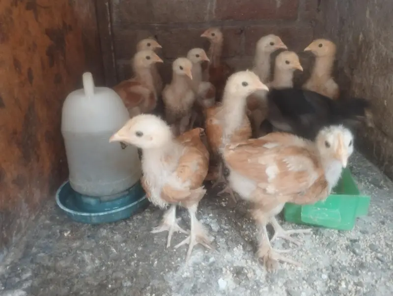 golden buff chicks — photo 2