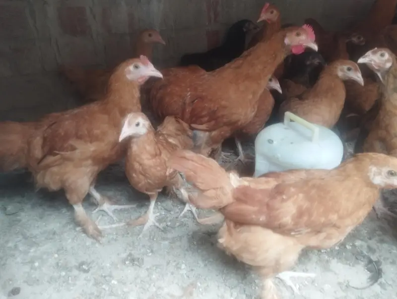 golden buff chicks — photo 3