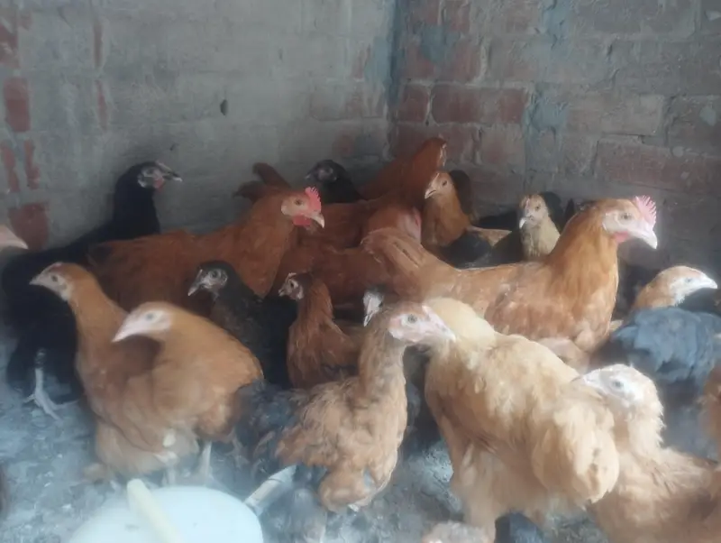 golden buff chicks — photo 4