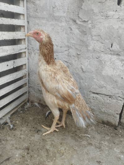 Aseel hen egg dai ri h