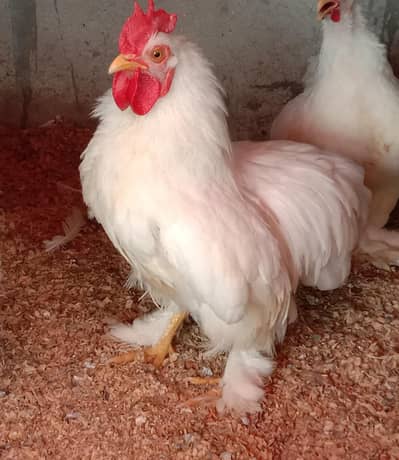 Pure Paper white Bantam breedar Male FOR SALE