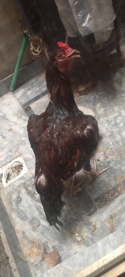 Pure Mianwali Aseel Rooster – Red & Black