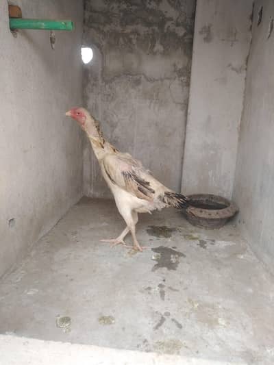Shamo female