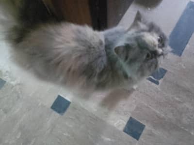 Persian cat triple cote