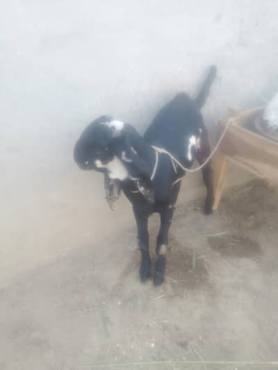 for sale