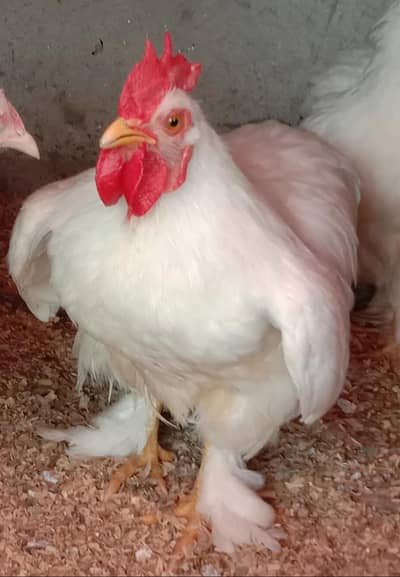 Bantam Breeder Male pure Paper white Bantam high quality