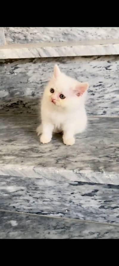 pure Persian cats vaccinated triple coated/WhatsApp 03254583038