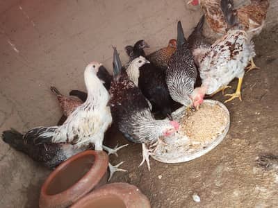 Gar ky phaly phaty phatyai