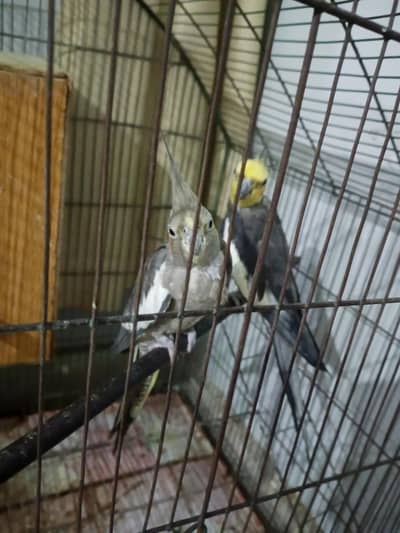 cock tail parrots . .