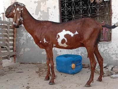 Pure Beetal Female Bakri