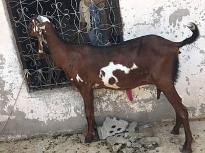 Pure Beetal Female Bakri long height