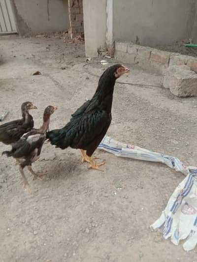 ASEEL/CHICKS/For/Sale 1 Male 1 female