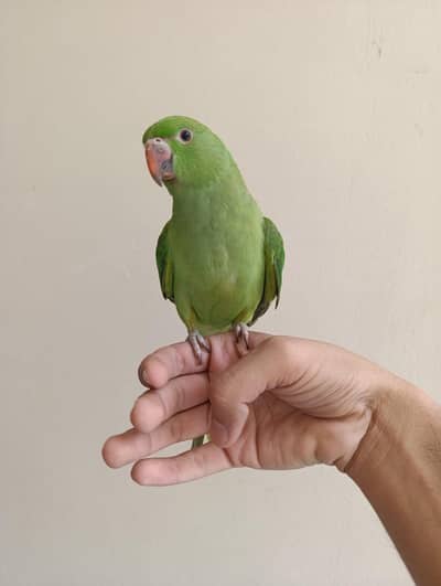 Handtame Talking Parrot Chicks For Sale what app (03246300345)