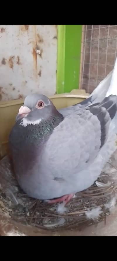 Qasad pigeons pair urgent for sale
