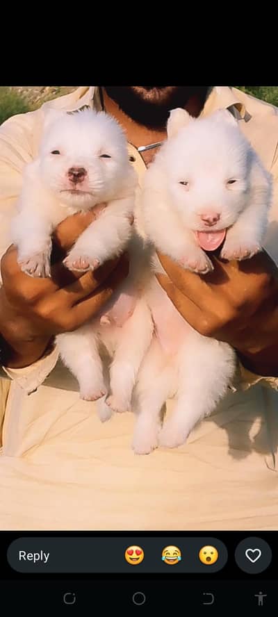Russian puppy prayer for sale