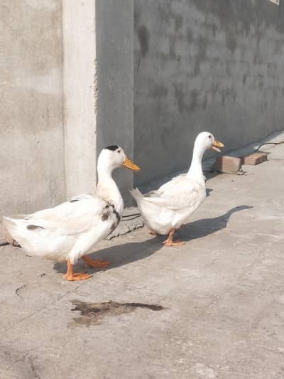 Egg lying ducks pair