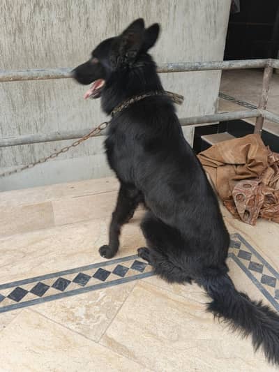 Black shepherd