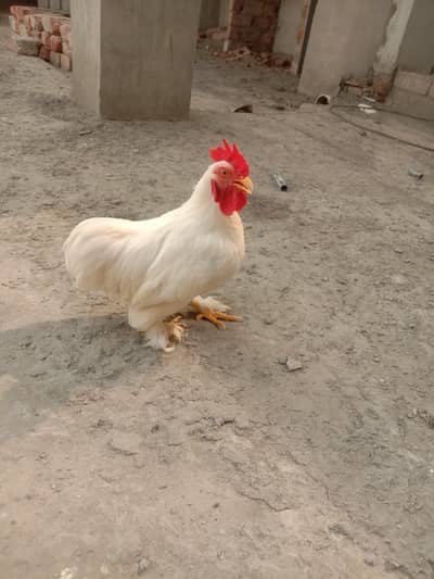 Pure Paper White BANTAM high quality Breeder male For Sale