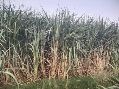 Sugarcane