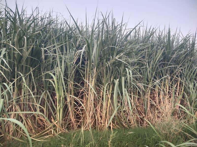 Sugarcane 0