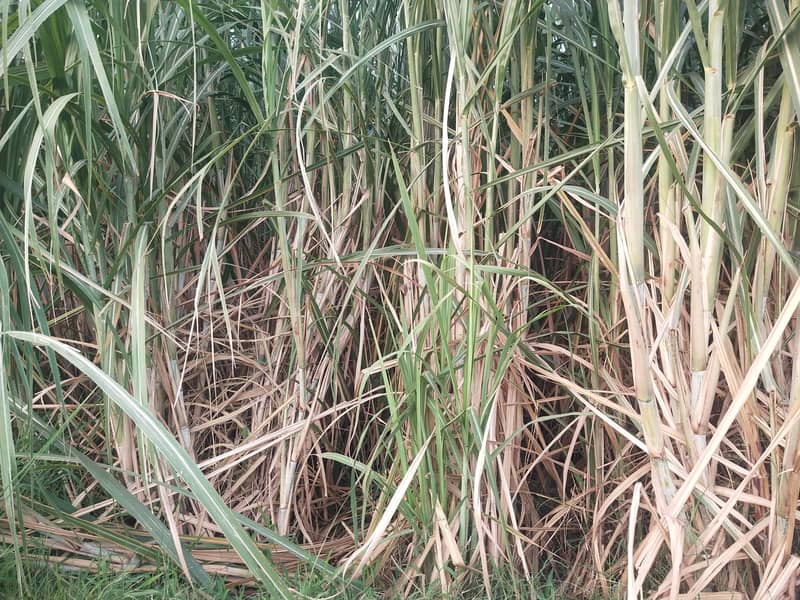 Sugarcane 1