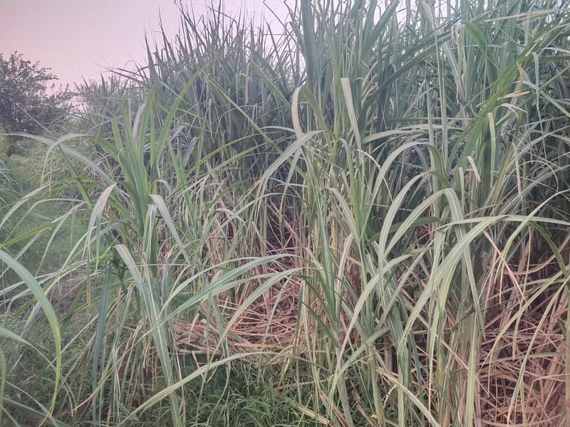 Sugarcane 2