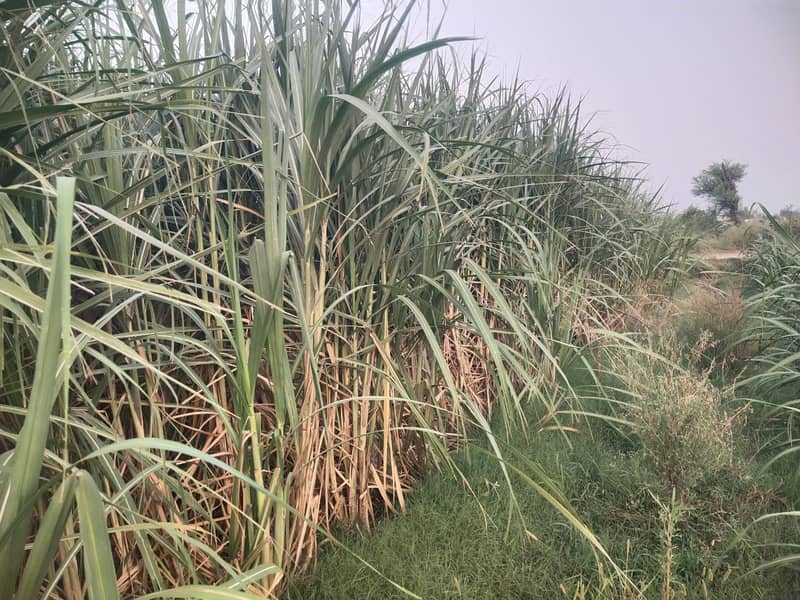 Sugarcane 3
