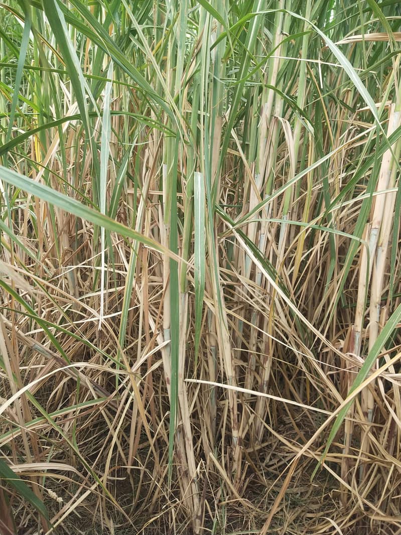 Sugarcane 4