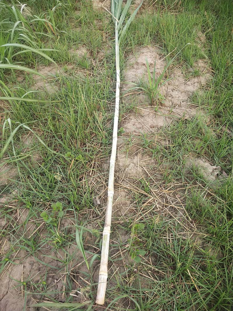 Sugarcane 5
