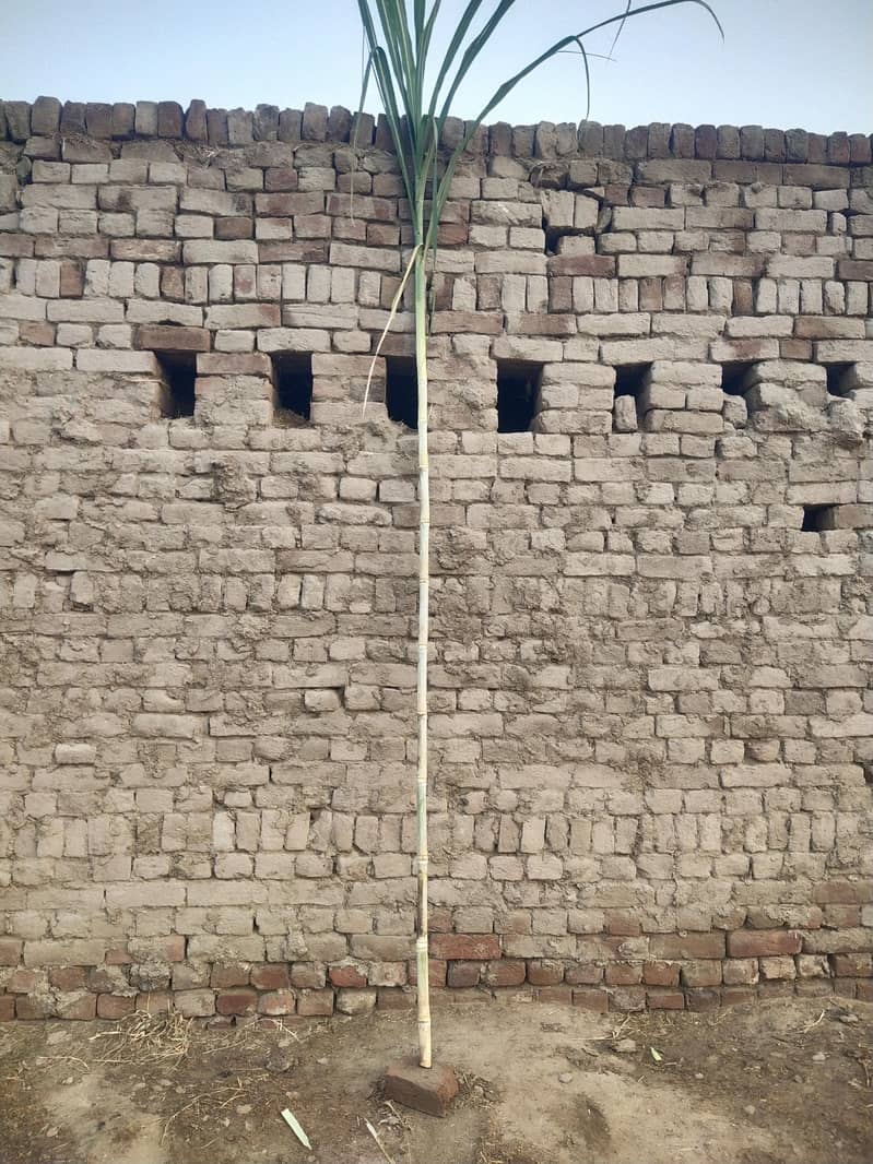 Sugarcane 6