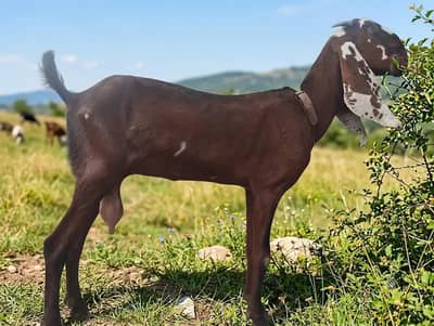 Amritsari beetal bakri| female Goat| pragnent bakr | desi bakri | بکری