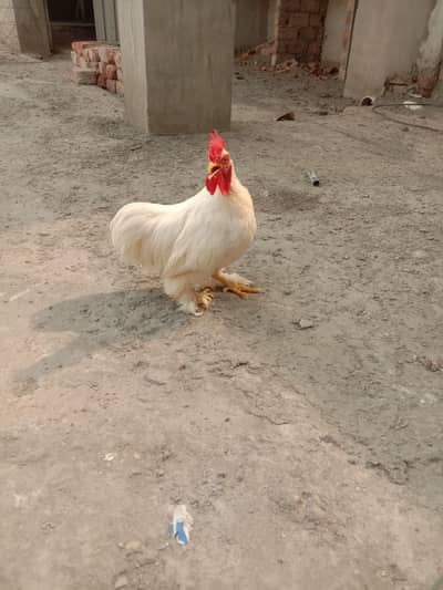 BANTAM BREEDER Male pure paper white FOR SALE