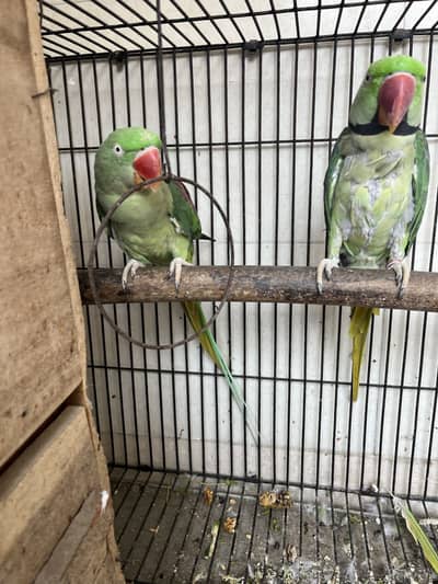 Breader Raw parrot for sale