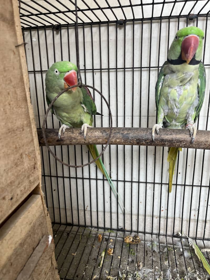 Breader parrot 0