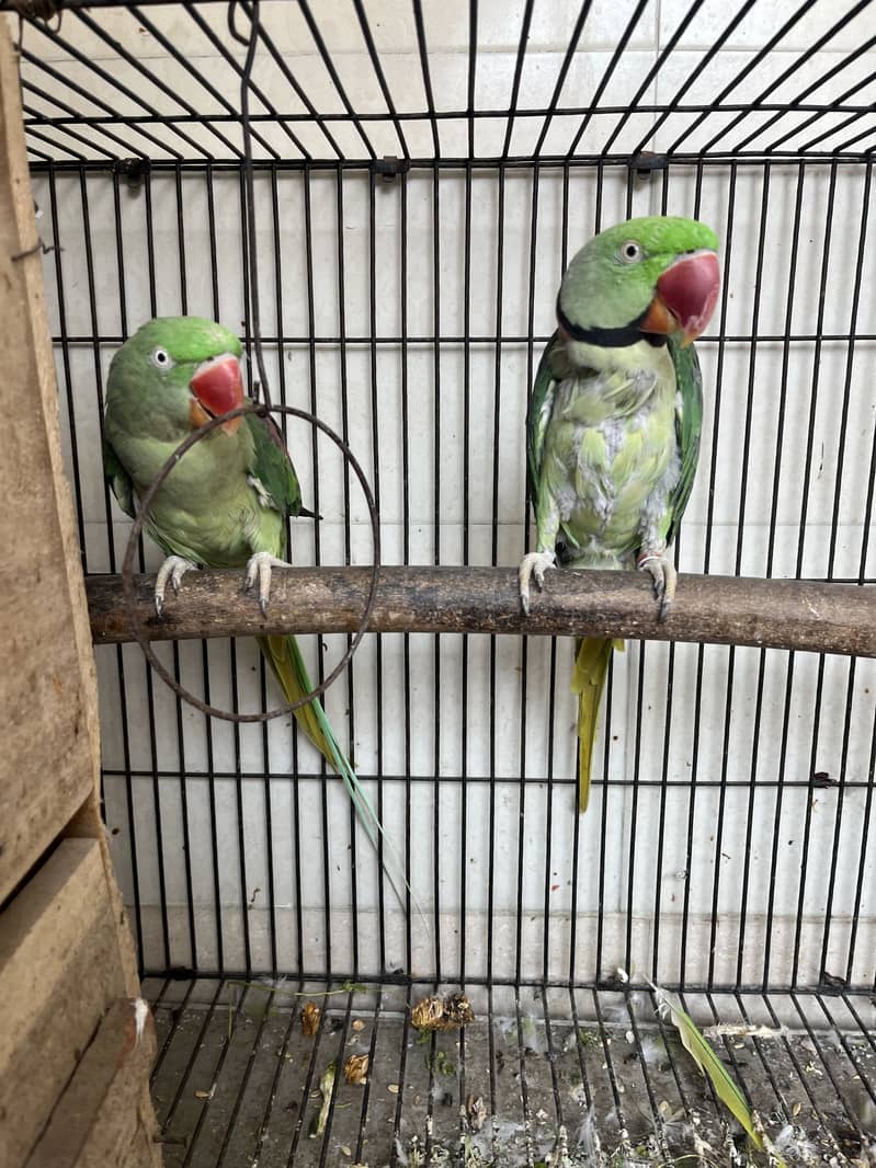 Breader parrot 1