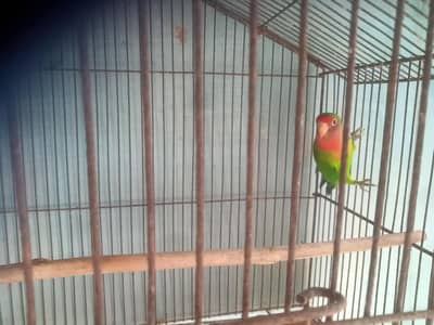 lovebird for sale