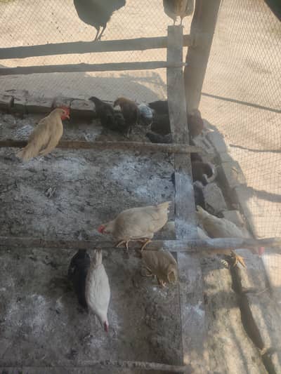 Australorp, misri