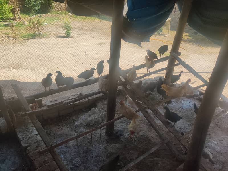 Australorp, misri 1