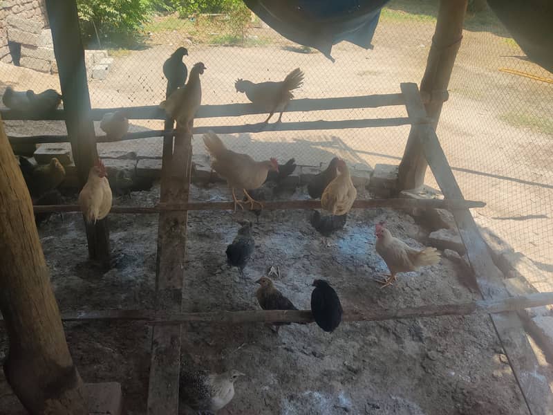 Australorp, misri 2