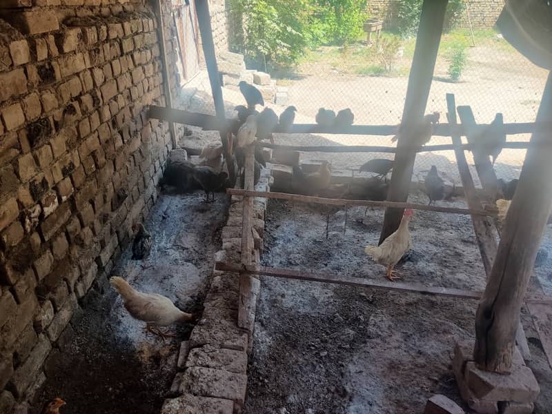 Australorp, misri 3