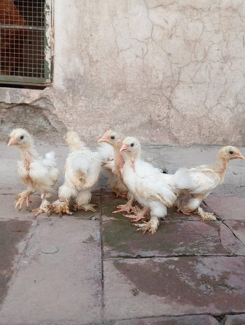 Bantam Chicks 0