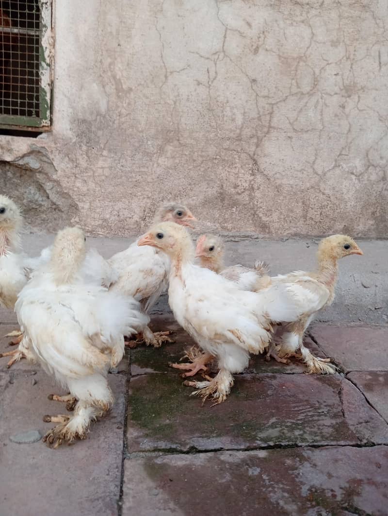 Bantam Chicks 1